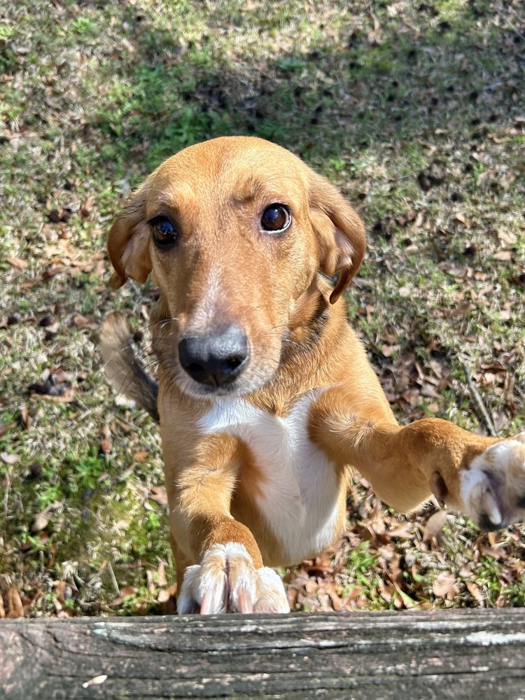 Indiana Bones, an adoptable Foxhound, Hound in Charleston, SC, 29416 | Photo Image 4