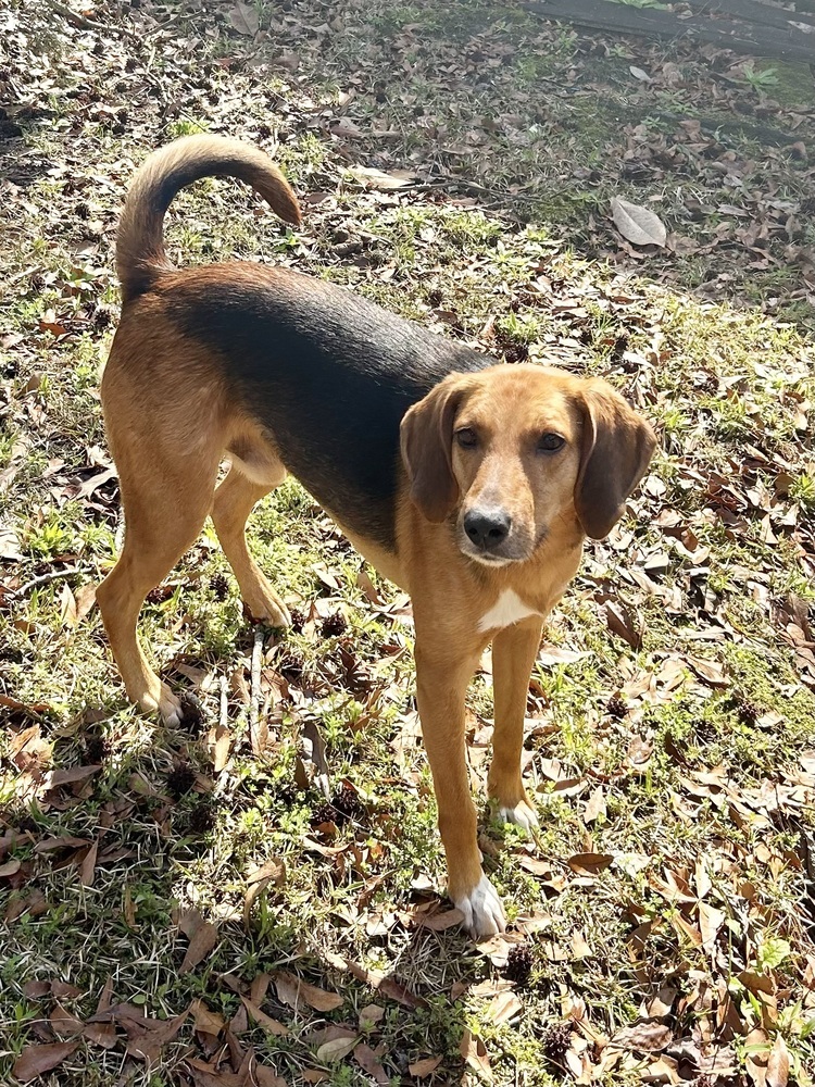 Indiana Bones, an adoptable Foxhound, Hound in Charleston, SC, 29416 | Photo Image 5