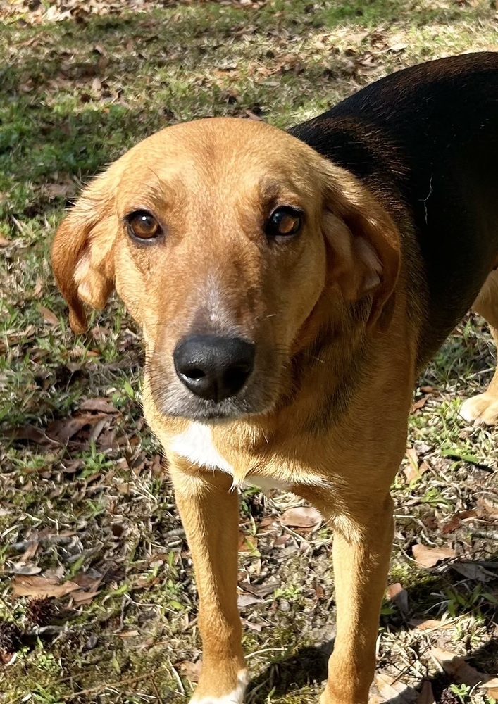 Indiana Bones, an adoptable Foxhound, Hound in Charleston, SC, 29416 | Photo Image 6