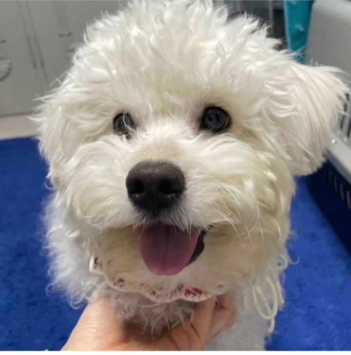 Petfinder hot sale bichon frise