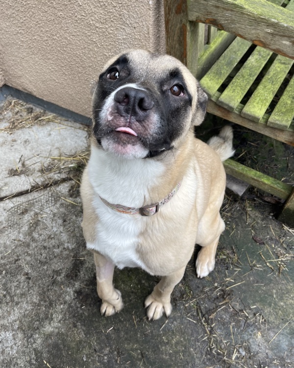 Dog for adoption Polliwog, an Akita & Mastiff Mix in Santa Rosa, CA Petfinder