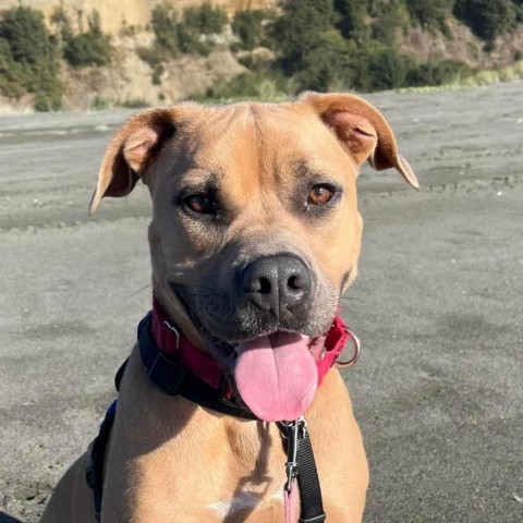 Josie, an adoptable Mixed Breed in Redwood Valley, CA, 95470 | Photo Image 1