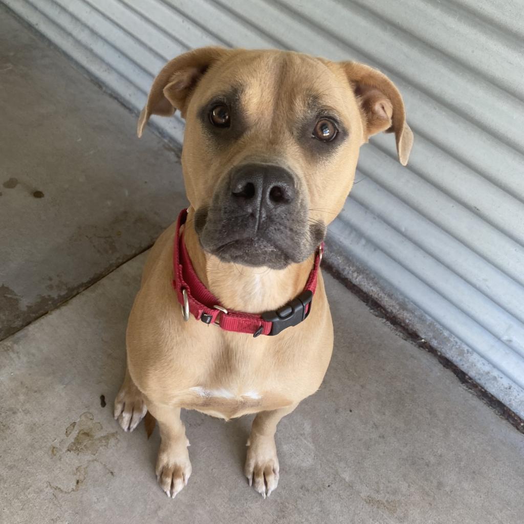 Josie, an adoptable Mixed Breed in Redwood Valley, CA, 95470 | Photo Image 2