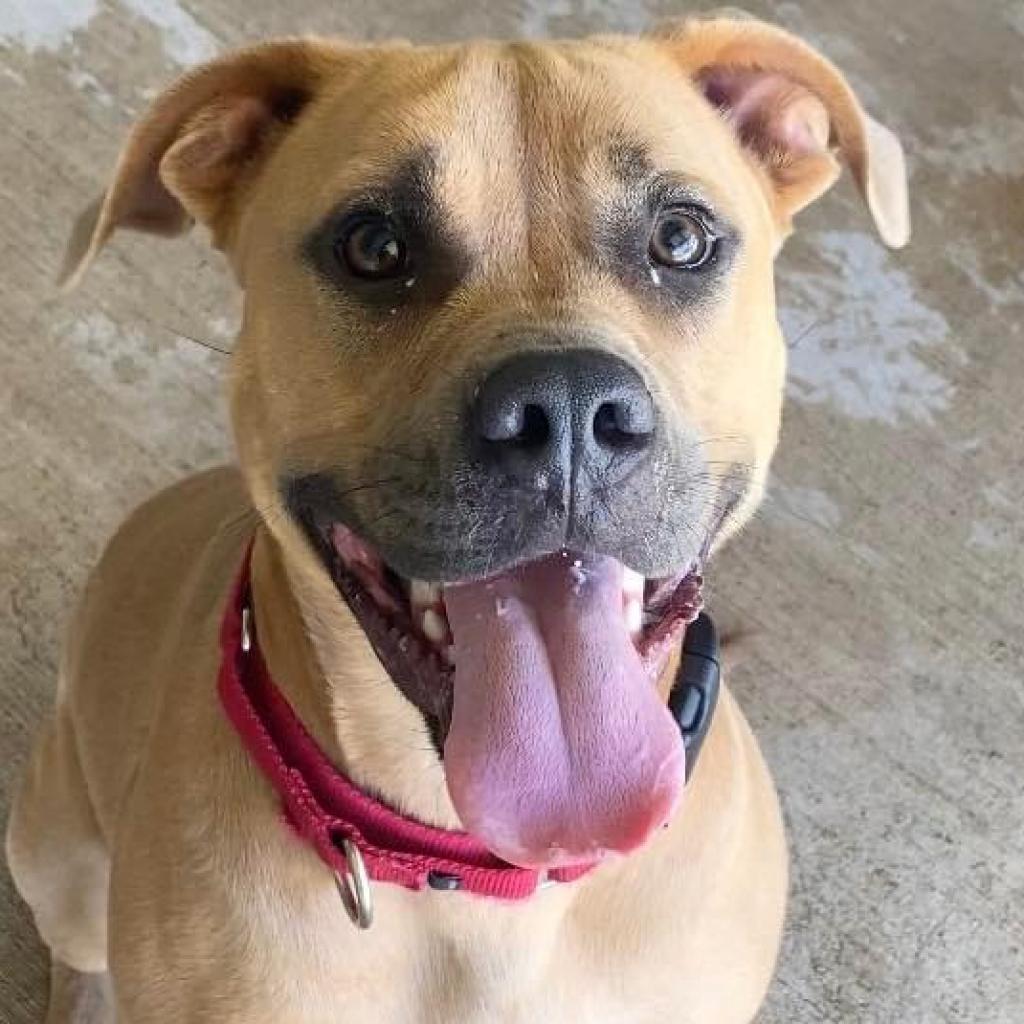 Josie, an adoptable Mixed Breed in Redwood Valley, CA, 95470 | Photo Image 3