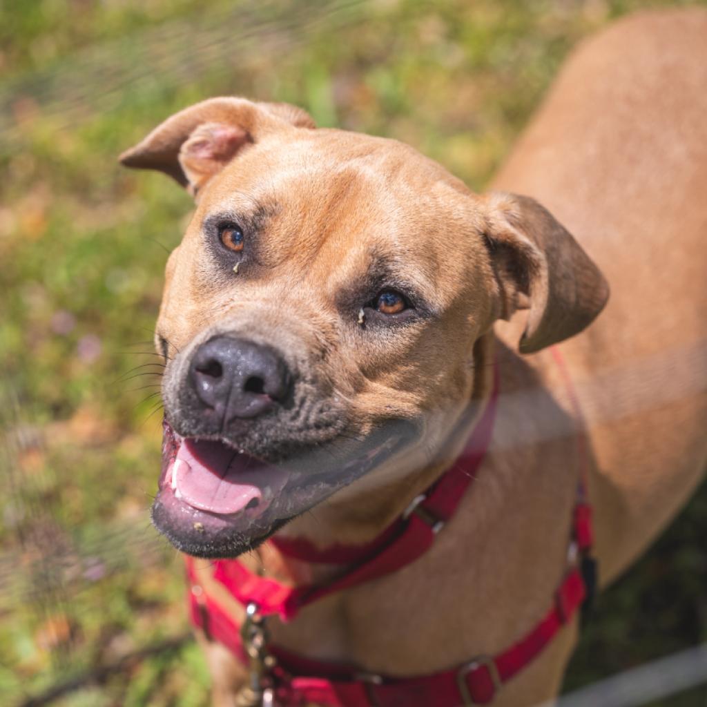 Josie, an adoptable Mixed Breed in Redwood Valley, CA, 95470 | Photo Image 4