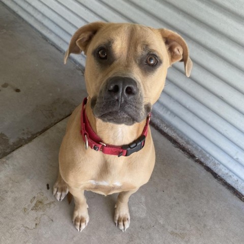 Josie, an adoptable Mixed Breed in Redwood Valley, CA, 95470 | Photo Image 5