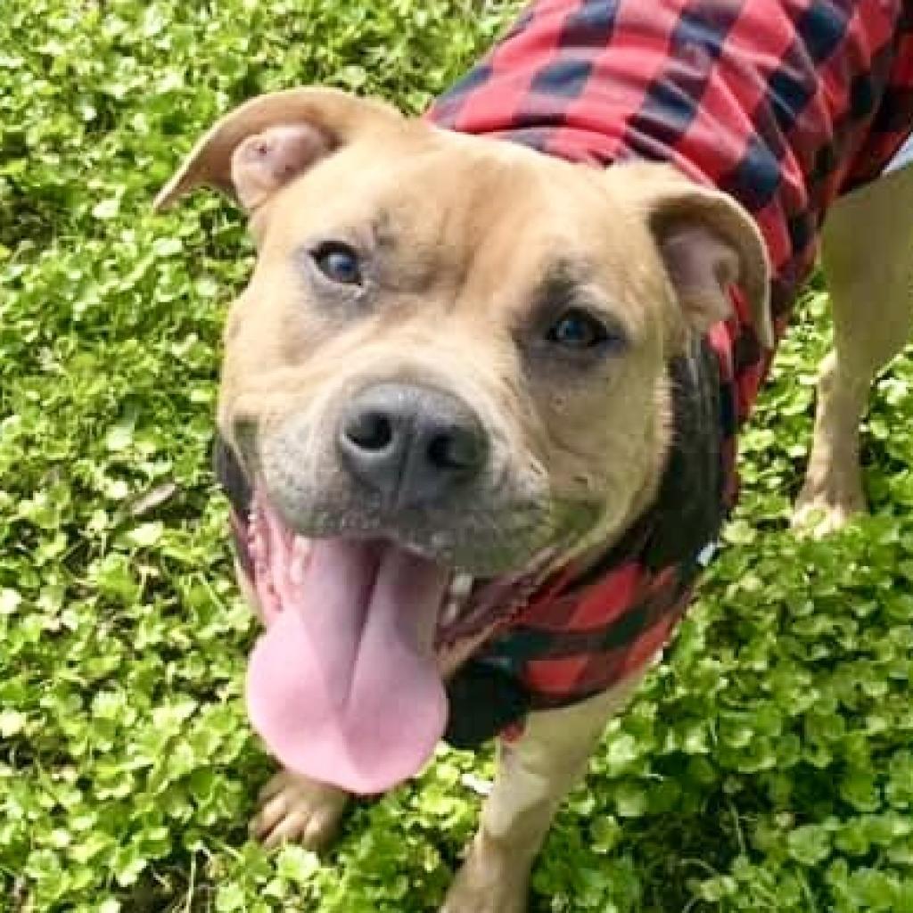 Josie, an adoptable Mixed Breed in Redwood Valley, CA, 95470 | Photo Image 5