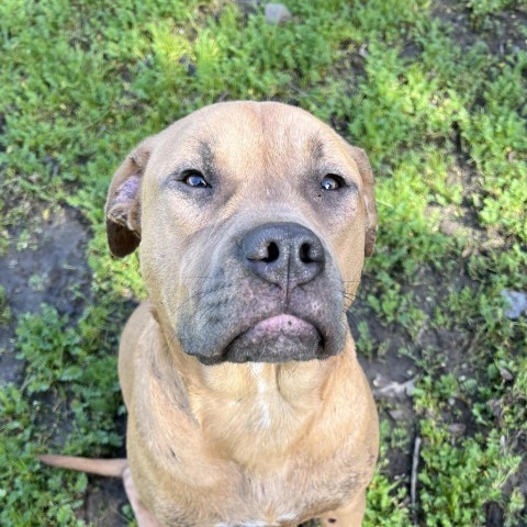 Josie, an adoptable Mixed Breed in Redwood Valley, CA, 95470 | Photo Image 6