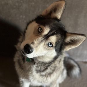 Smokey, Adult Female Husky