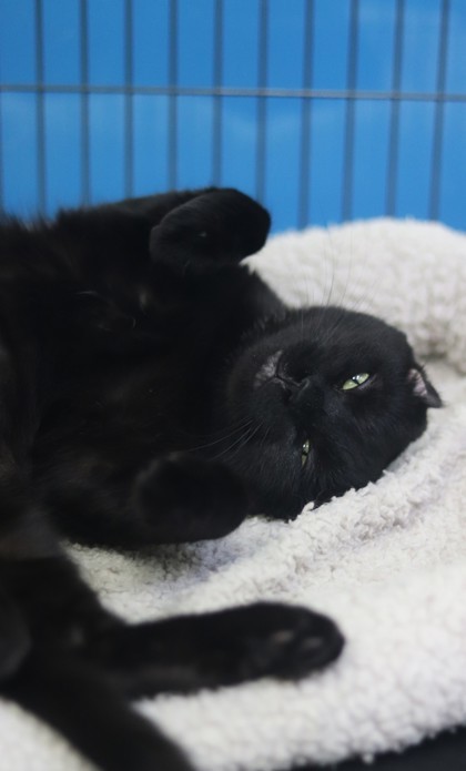 Ronda, an adoptable Domestic Short Hair in Walla Walla, WA, 99362 | Photo Image 2