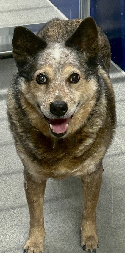 Dog for adoption Hogan a Cattle Dog Mix in Beatrice NE Petfinder