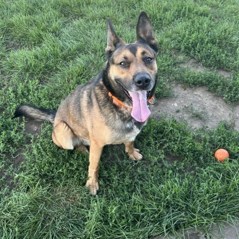 Ace, an adoptable German Shepherd Dog, Belgian Shepherd / Malinois in Carroll, IA, 51401 | Photo Image 1