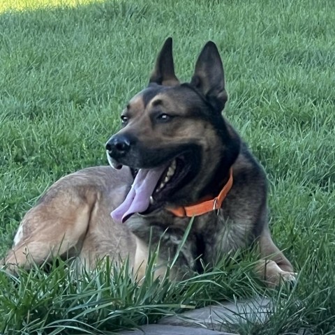 Ace, an adoptable German Shepherd Dog, Belgian Shepherd / Malinois in Carroll, IA, 51401 | Photo Image 2