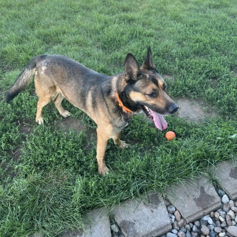 Ace, an adoptable German Shepherd Dog, Belgian Shepherd / Malinois in Carroll, IA, 51401 | Photo Image 3