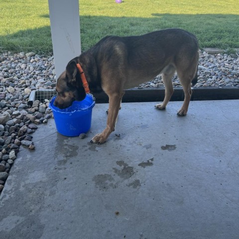 Ace, an adoptable German Shepherd Dog, Belgian Shepherd / Malinois in Carroll, IA, 51401 | Photo Image 4