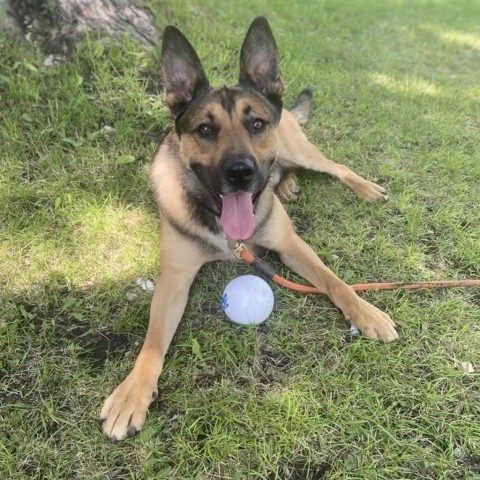 Ace, an adoptable German Shepherd Dog, Belgian Shepherd / Malinois in Carroll, IA, 51401 | Photo Image 6