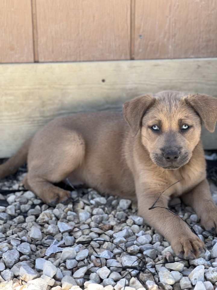 Dog for adoption - Bear, an Australian Cattle Dog / Blue Heeler