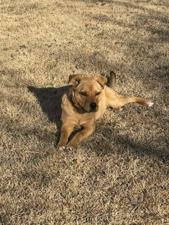 Lucy, an adoptable Labrador Retriever in Hartsville, SC, 29550 | Photo Image 2