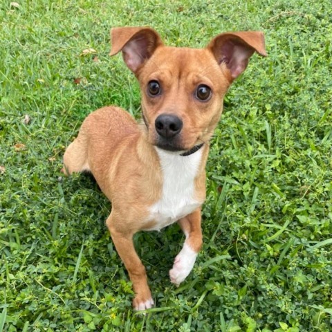 Canela, an adoptable Chihuahua, Mixed Breed in Laredo, TX, 78041 | Photo Image 1