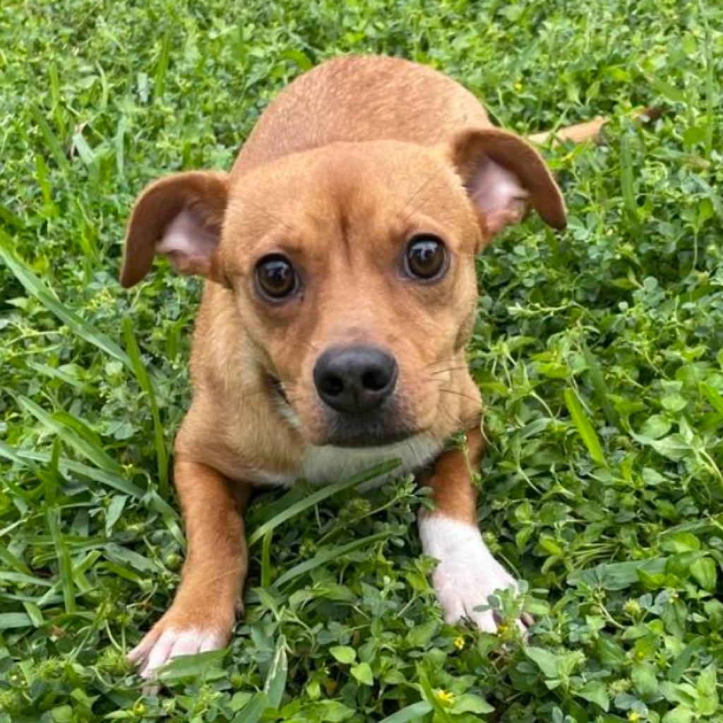 Canela, an adoptable Chihuahua, Mixed Breed in Laredo, TX, 78041 | Photo Image 2