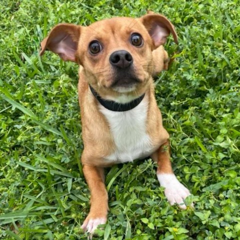 Canela, an adoptable Chihuahua, Mixed Breed in Laredo, TX, 78041 | Photo Image 3