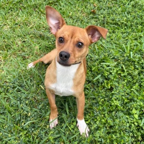 Canela, an adoptable Chihuahua, Mixed Breed in Laredo, TX, 78041 | Photo Image 4