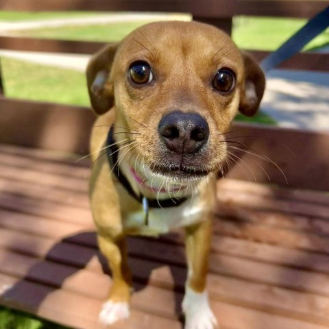 Canela, an adoptable Chihuahua, Mixed Breed in Laredo, TX, 78041 | Photo Image 5