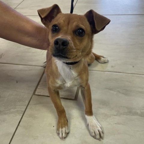 Canela, an adoptable Chihuahua, Mixed Breed in Laredo, TX, 78041 | Photo Image 6