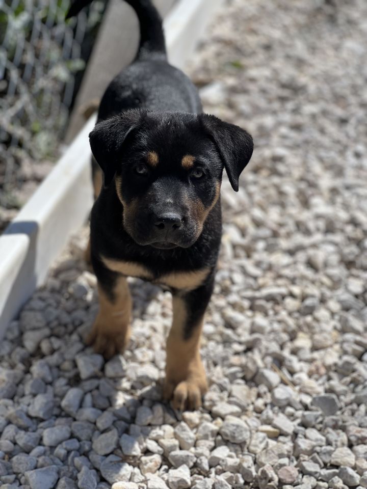 Dog for adoption - Onyx, an Australian Kelpie Mix in KEARNY, NJ