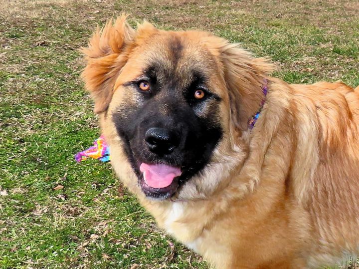 Golden leonberger hot sale