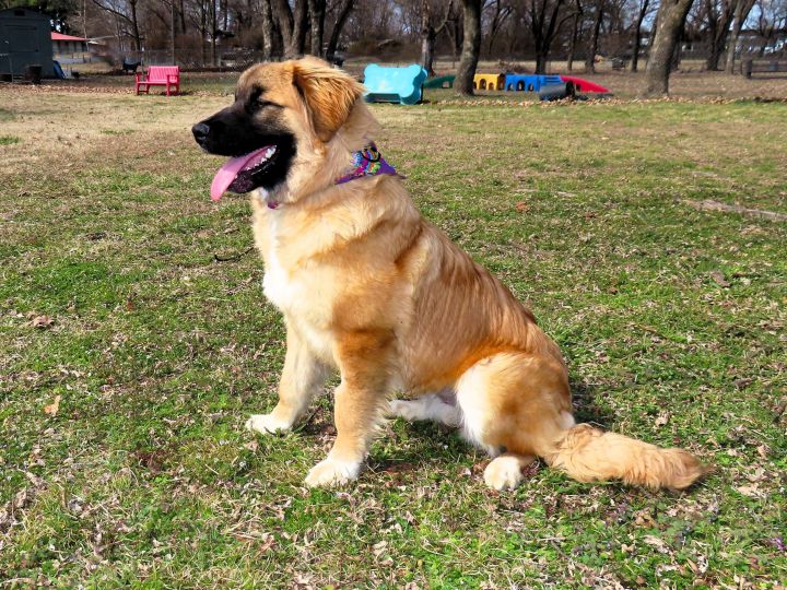 Leonberger golden best sale retriever mix