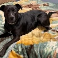McKenna- Sweet and LOVES other dogs