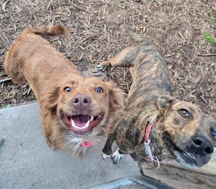 Golden retriever best sale plott hound mix