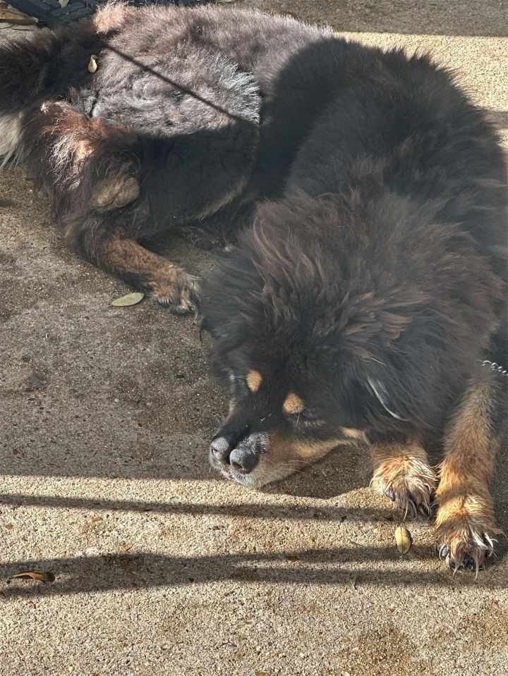 Chow chow hotsell x alaskan malamute