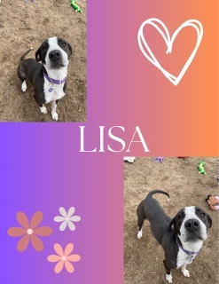 Dog for adoption Lisa a Hound Mix in Port Huron MI Petfinder