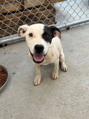 Troy (formerly Spike)