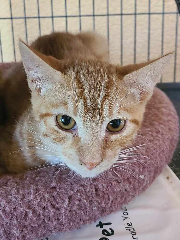 Leroy, an adoptable Domestic Short Hair in Salinas, CA, 93905 | Photo Image 2