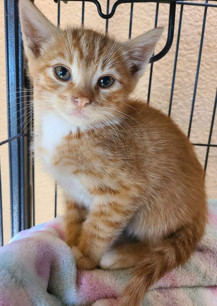 Leroy, an adoptable Domestic Short Hair in Salinas, CA, 93905 | Photo Image 3