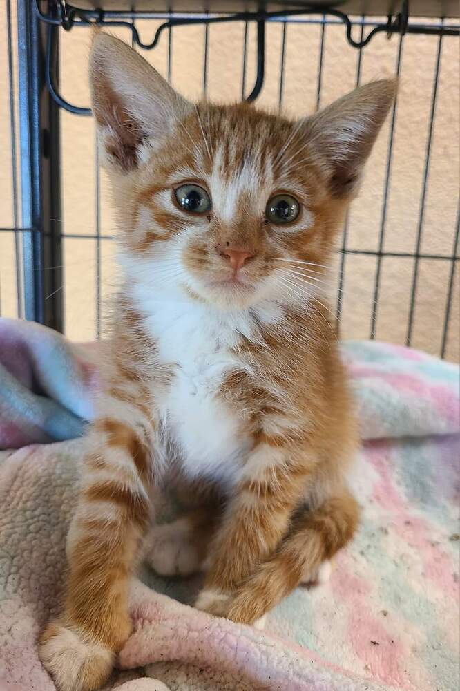 Leonard, an adoptable Domestic Short Hair in Salinas, CA, 93905 | Photo Image 3