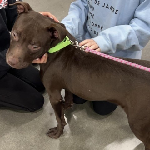 Moreno (Tater), an adoptable Pit Bull Terrier, Staffordshire Bull Terrier in Dodge City, KS, 67801 | Photo Image 3