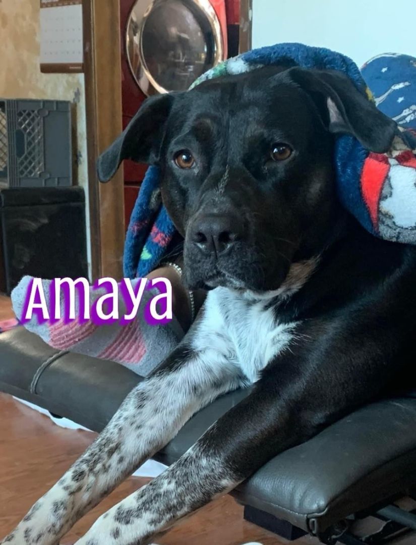 Amaya, an adoptable Australian Cattle Dog / Blue Heeler, Pit Bull Terrier in Dodge City, KS, 67801 | Photo Image 1