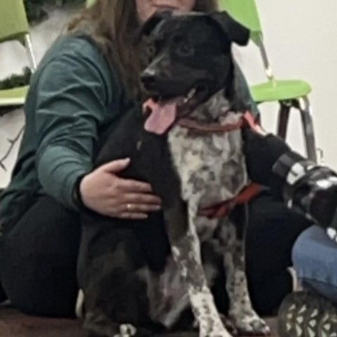 Amaya, an adoptable Australian Cattle Dog / Blue Heeler, Pit Bull Terrier in Dodge City, KS, 67801 | Photo Image 2