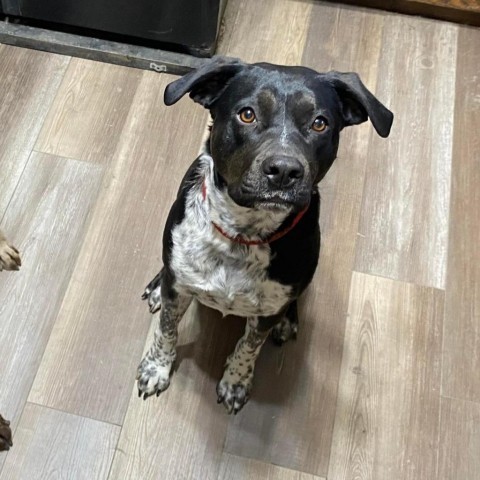 Amaya, an adoptable Australian Cattle Dog / Blue Heeler, Pit Bull Terrier in Dodge City, KS, 67801 | Photo Image 3