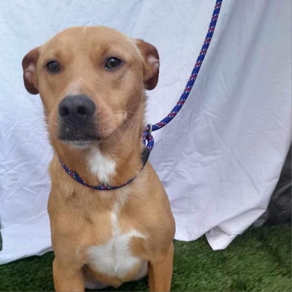 Lucas, an adoptable Carolina Dog, Vizsla in San Diego, CA, 92130 | Photo Image 4