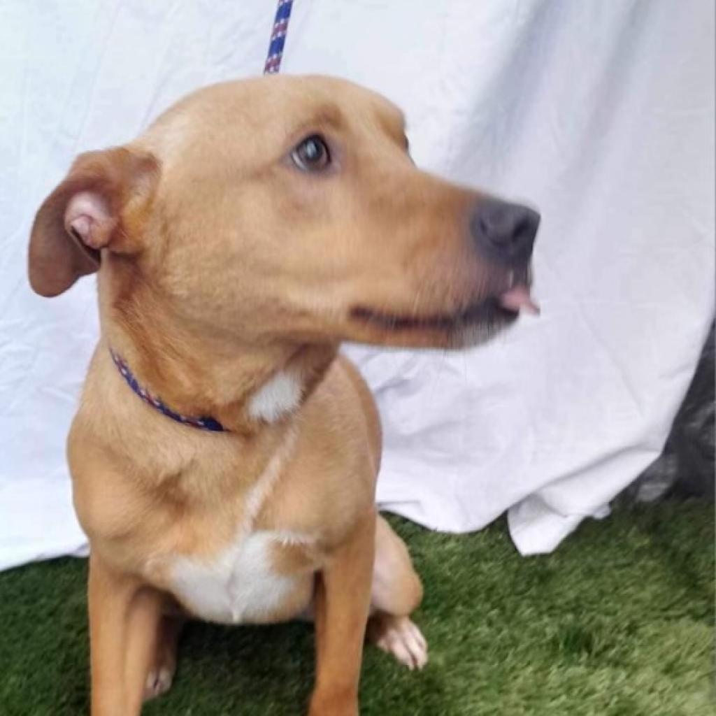 Lucas, an adoptable Carolina Dog, Vizsla in San Diego, CA, 92130 | Photo Image 5