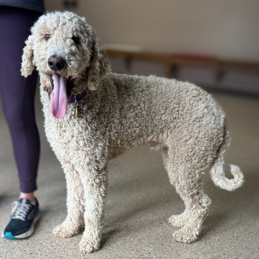 Bobby Earl, an adoptable Goldendoodle in Louisville, KY, 40206 | Photo Image 1