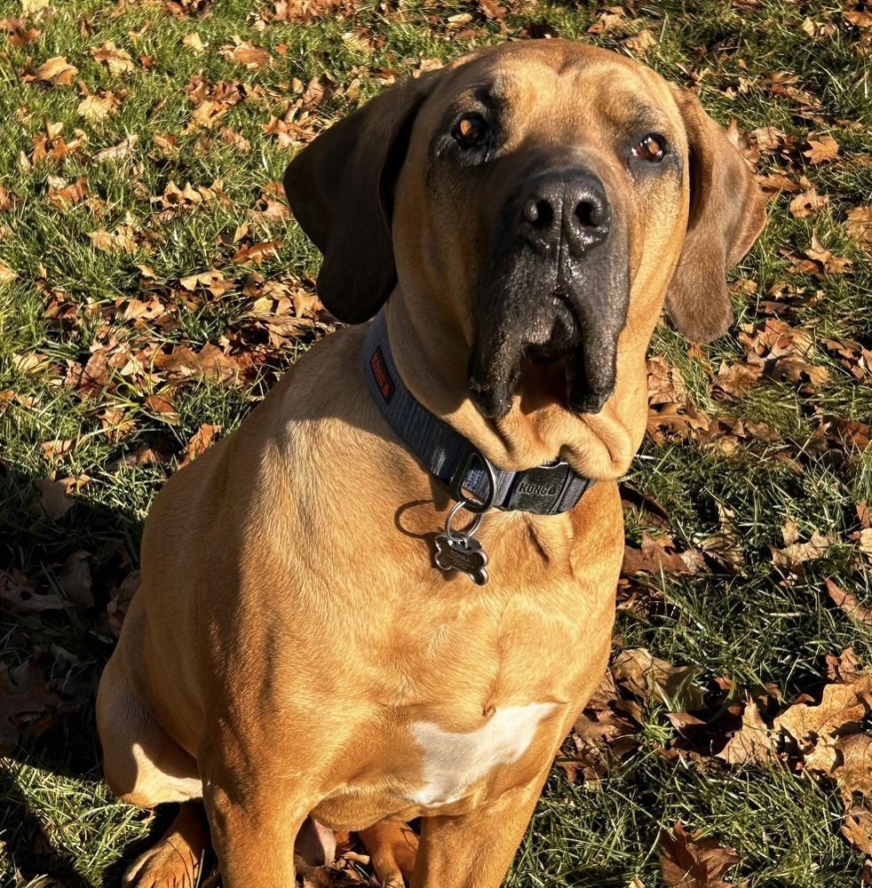 Dog For Adoption - Tonka, A Mastiff & Bloodhound Mix In Rockland, Wi 