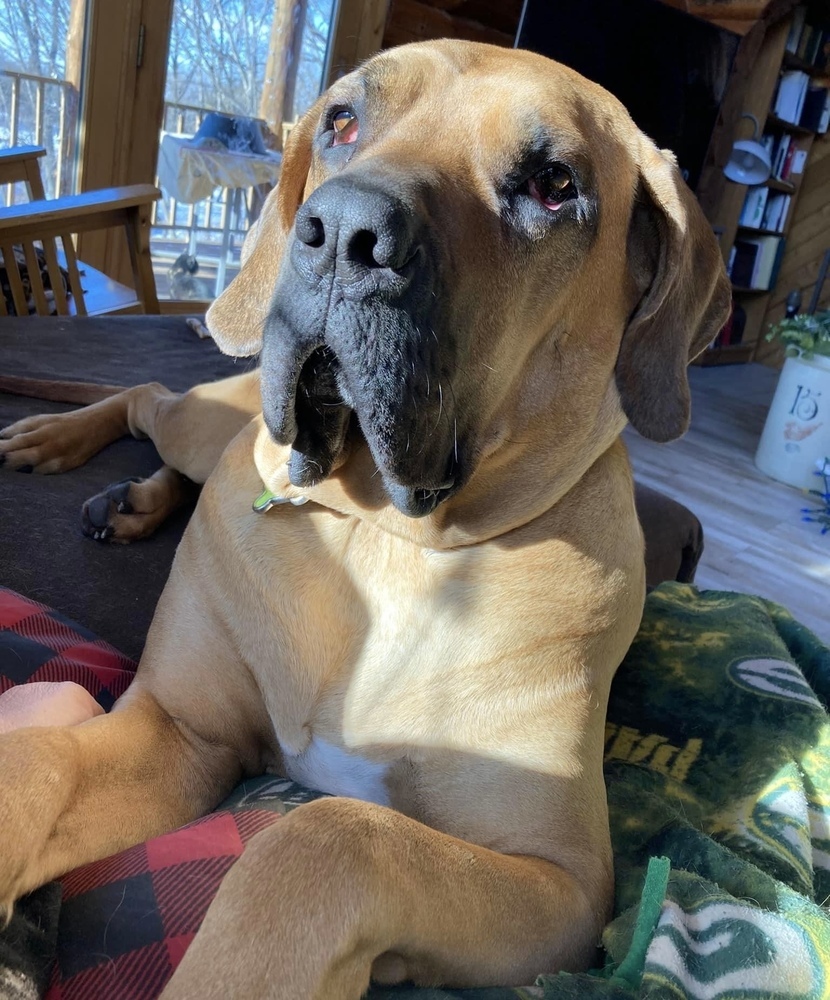 Tonka, an adoptable Mastiff, Bloodhound in Rockland, WI, 54653 | Photo Image 3