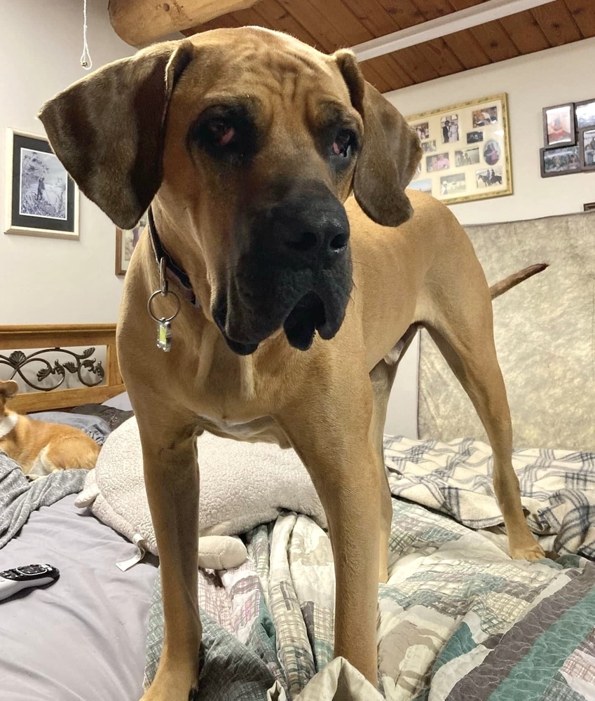 Tonka, an adoptable Mastiff, Bloodhound in Rockland, WI, 54653 | Photo Image 4