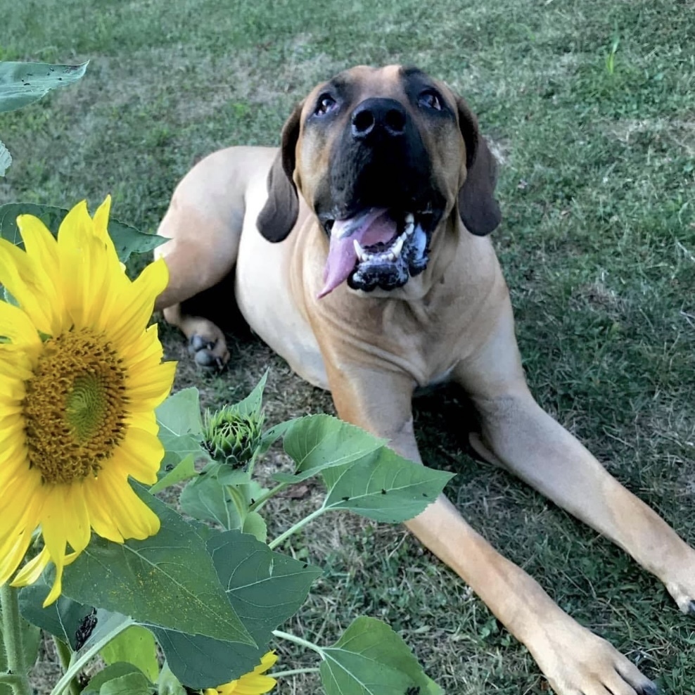 Tonka, an adoptable Mastiff, Bloodhound in Rockland, WI, 54653 | Photo Image 4